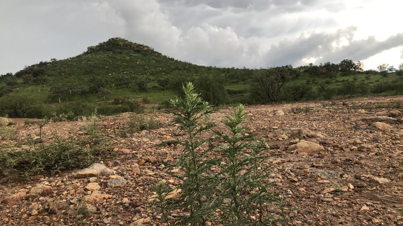 INVITAN A LIMPIAR Y REFORESTAR LA PIRINOLA