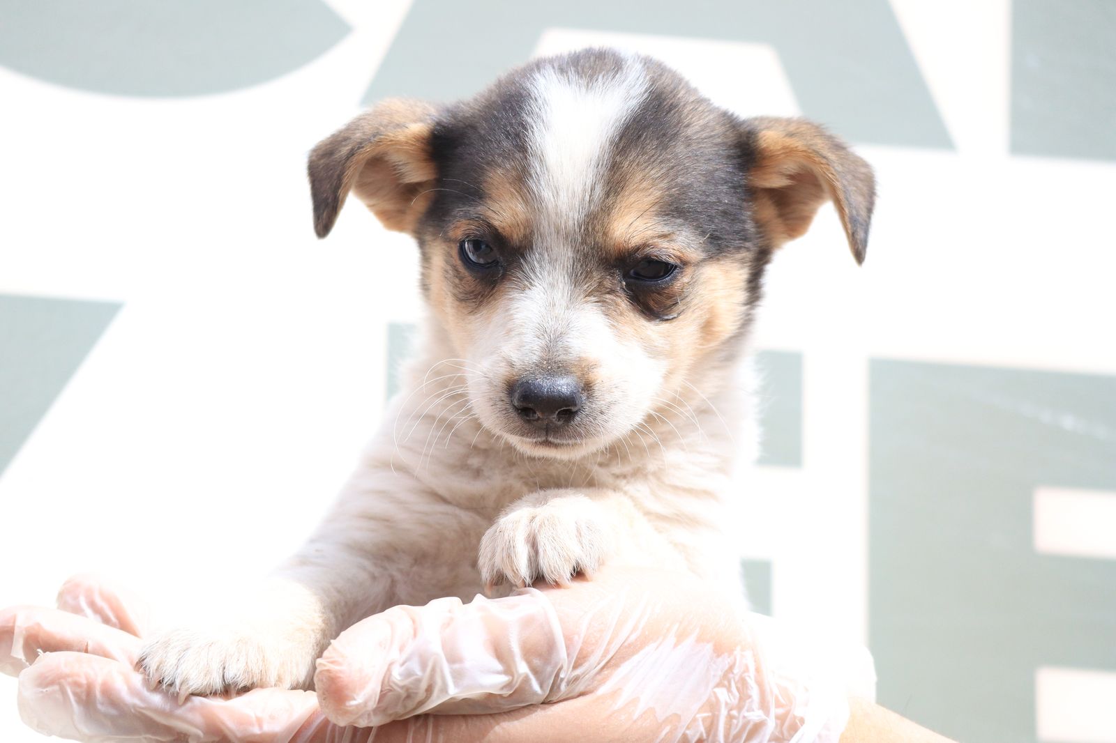 Invitan a  Jornada de Esterilización en Jardines de la Montaña