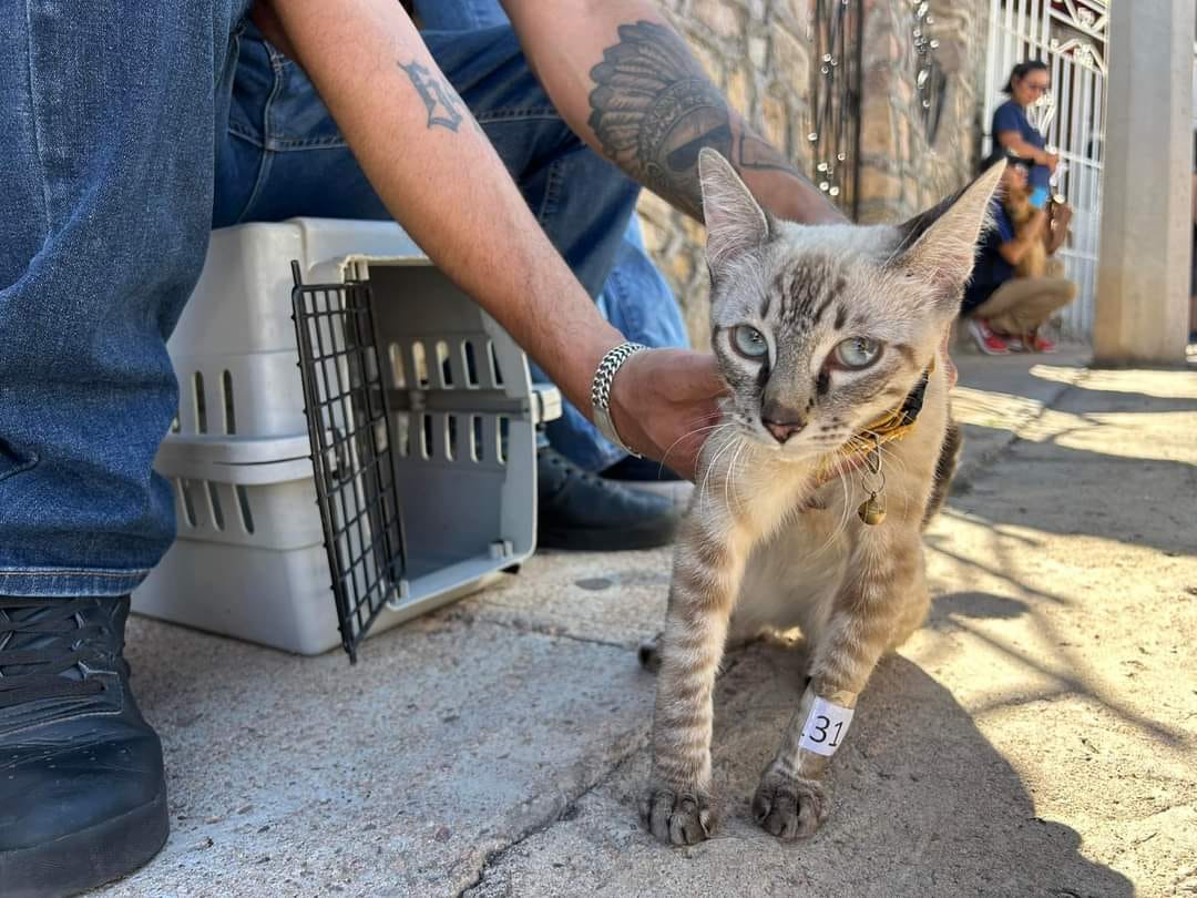 REALIZAN JORNADA DE ESTERILIZACIÓN DE MASCOTAS EN NOGALES