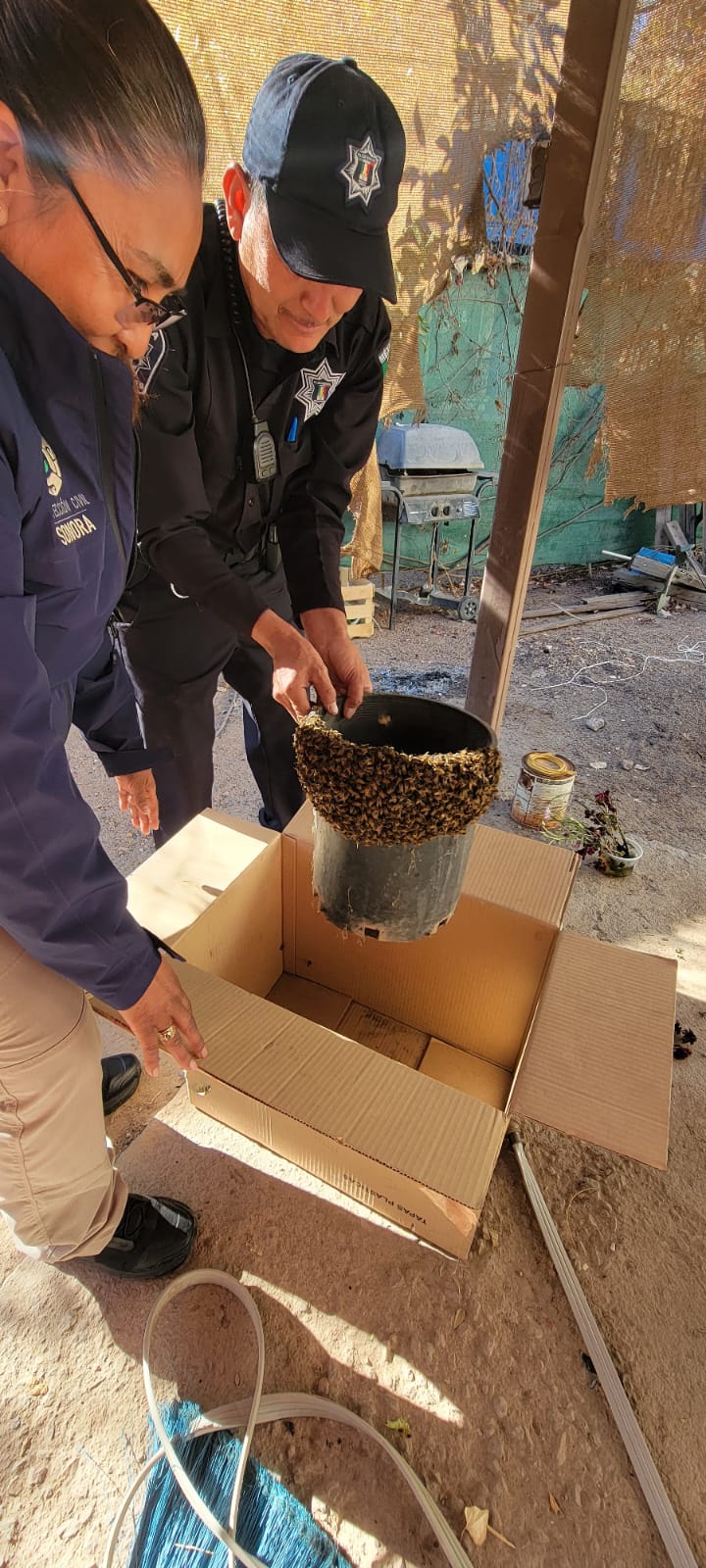 Llaman a reportar enjambres de abejas para evitar problemas
