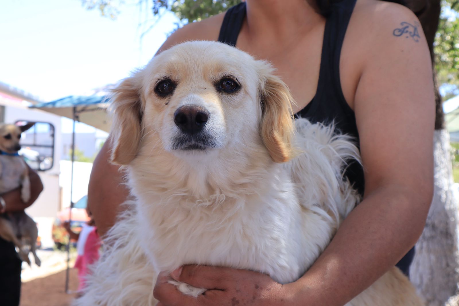 RECOMIENDAN PROTEGER A MASCOTAS DEL GOLPE DE CALOR