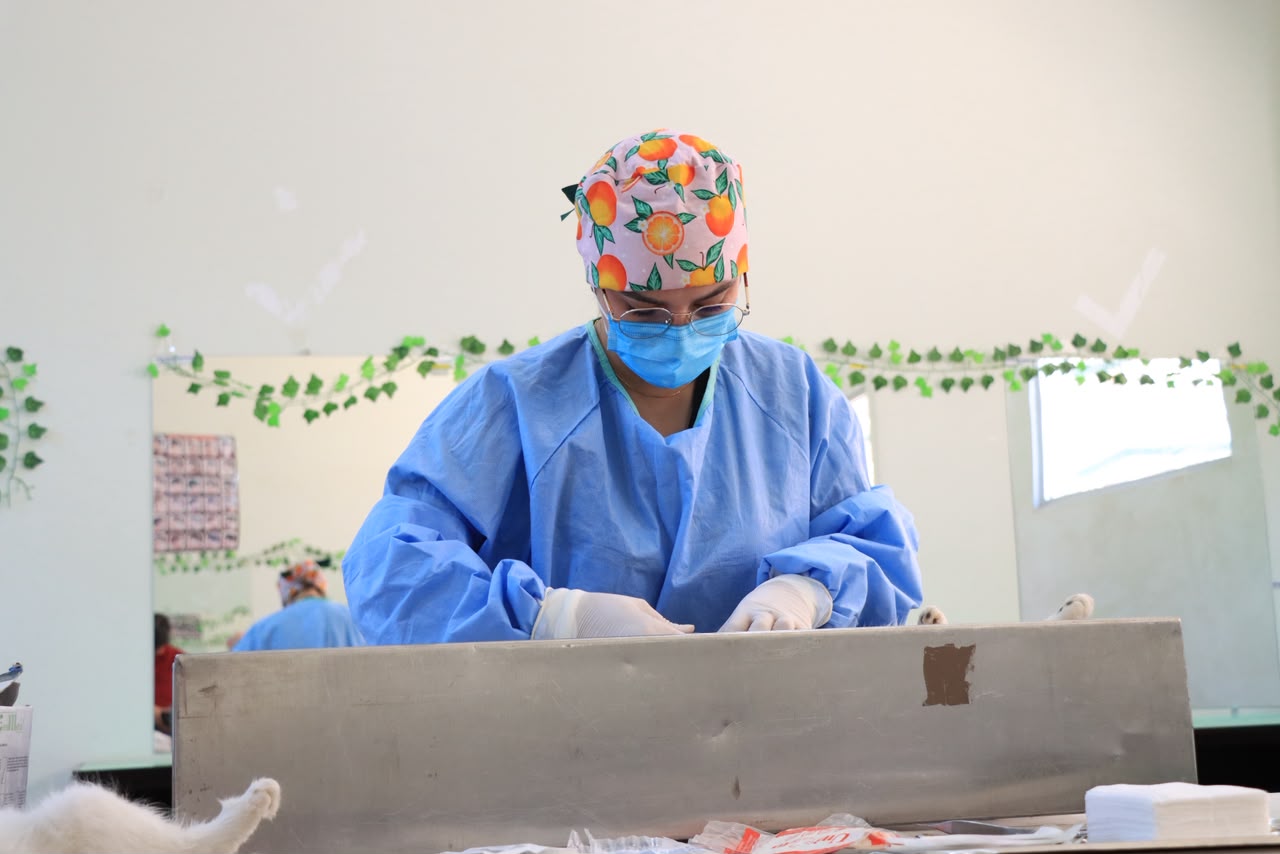 Invitan a jornada gratuita de esterilización
