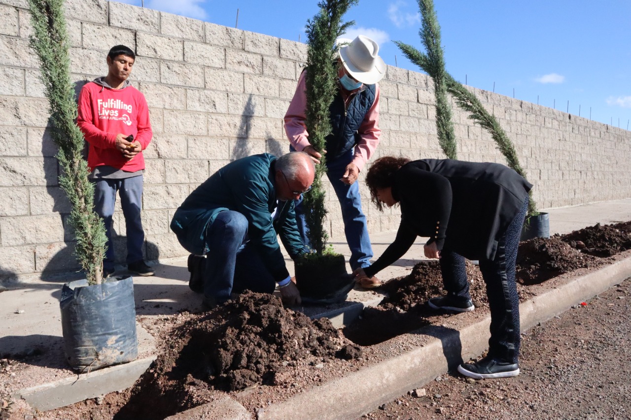 REPONEN 247 ÁRBOLES CON REFORESTACIÓN EN EL GRECO