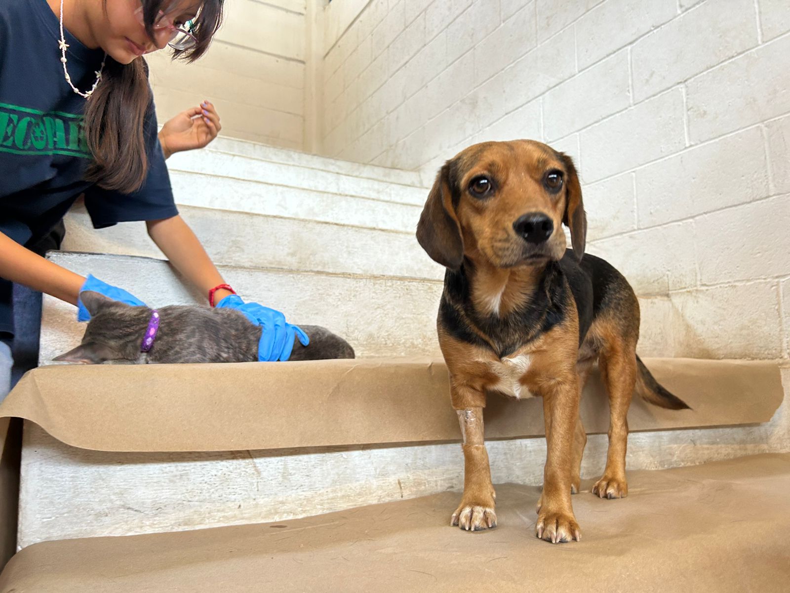 ATIENDEN A 180 MASCOTAS EN LA JORNADA MASIVA DE ESTERILIZACIÓN