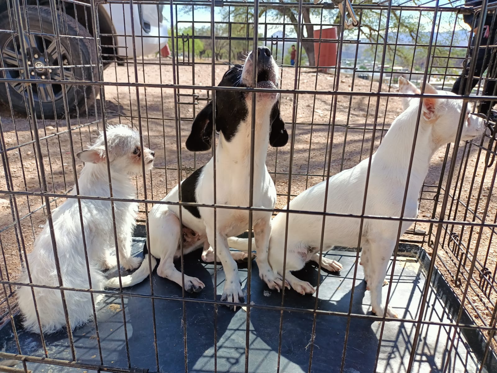 PREPARA SALUD MUNICIPAL JORNADA DE ATENCIÓN A MASCOTAS